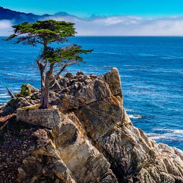 Lone Cypress, Monterey Photo #2 by Charlie Day from flickr