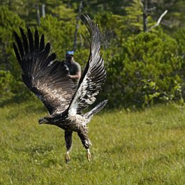 Alaska Raptor Center, Sitka Photo #2 by GeorgeB-Sitka from flickr