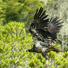 Alaska Raptor Center, Sitka Photo #8 by GeorgeB-Sitka from flickr