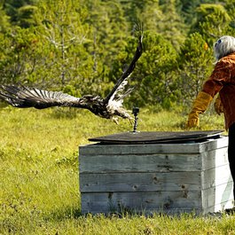 Alaska Raptor Center, Sitka Photo #3 by GeorgeB-Sitka from flickr