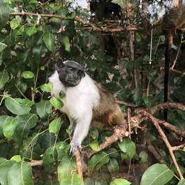 Tamarin, Mauritius Photo #8 by Udo Schröter from flickr