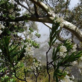 Blue Mountains, New South Wales Photo #7 by Tatters ✾ from flickr