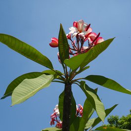 Cubbon Park, Bangalore Photo #6 by RykJ from flickr