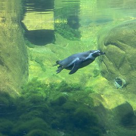 Rosamond Gifford Zoo, Syracuse Photo #2 by MattCC716 from flickr