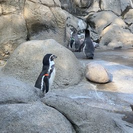 Rosamond Gifford Zoo, Syracuse Photo #7 by MattCC716 from flickr