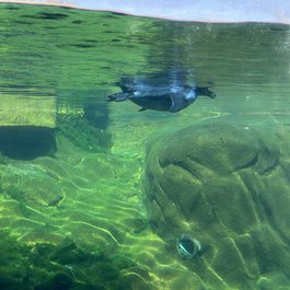 Rosamond Gifford Zoo, Syracuse Photo #3 by MattCC716 from flickr