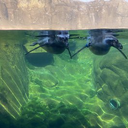 Syracuse itinerary, Rosamond Gifford Zoo