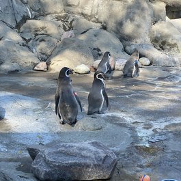 Rosamond Gifford Zoo, Syracuse Photo #6 by MattCC716 from flickr