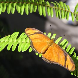 Indianapolis Zoo, Indianapolis Photo #6 by Tina Lawson from flickr