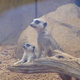 Indianapolis Zoo, Indianapolis Photo #8 by Tina Lawson from flickr