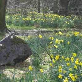Bute Park, Bristol Photo #5 by Ben Salter from flickr