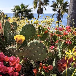 Laguna Beach, Long Beach Photo #8 by Bennilover from flickr