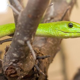 Rapid City itinerary, Reptile Gardens