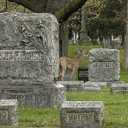Forest Lawn Cemetery, Buffalo Photo #2 by volt4ire from flickr