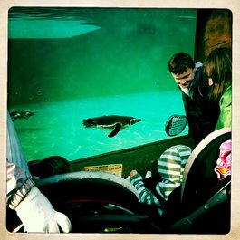 Blackpool Zoo, Blackpool Photo #5 by Dave Kirkham from flickr