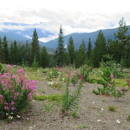 State Route 20, North Cascades National Park Photo #7 by David Stanley from flickr