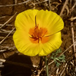 San Simeon, Cayucos Photo #4 by Peter D. Tillman from flickr