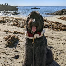Laguna Beach, Long Beach Photo #6 by Bennilover from flickr