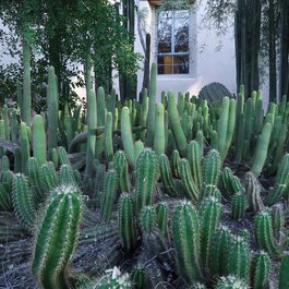 Desert Botanical Garden, Tempe Photo #8 by Vladislav Litvinov from flickr