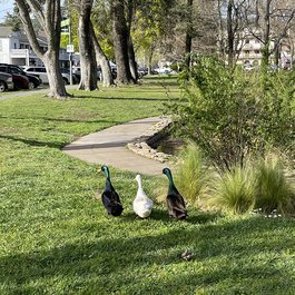 Sonoma Plaza, Santa Rosa Photo #6 by Sarah Stierch from flickr