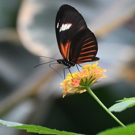Franklin Park Conservatory And Botanical Gardens, Columbus Photo #7 by Joe Ross from flickr