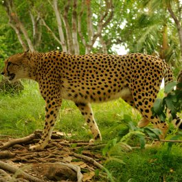 Honolulu Zoo, Honolulu Photo #3 by Daniel Ramirez from flickr