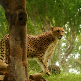 Honolulu Zoo, Honolulu Photo #4 by Daniel Ramirez from flickr