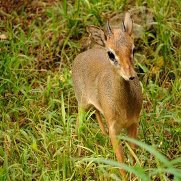 Honolulu Zoo, Honolulu Photo #1 by Daniel Ramirez from flickr