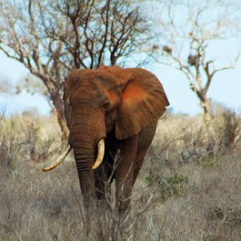 Tsavo East National Park, Kenya Photo #4 by McKay Savage from flickr