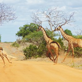 Tsavo East National Park, Kenya Photo #5 by McKay Savage from flickr