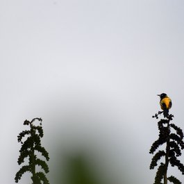 Botanical Garden, Bogota Photo #3 by Luis Alejandro Bernal Romero http://aztlek.com from flickr