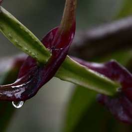 Botanical Garden, Bogota Photo #2 by Luis Alejandro Bernal Romero http://aztlek.com from flickr