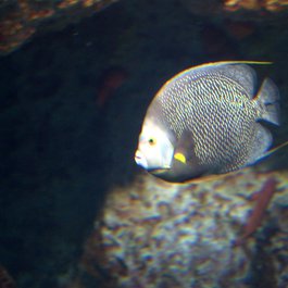 National Aquarium, Baltimore Photo #6 by Joseph Bylund from flickr