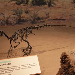 Royal Tyrrell Museum, Drumheller Photo #5 by Venture Vancouver from flickr
