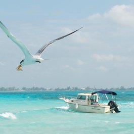 Stingray City Antigua, Antigua Photo #1 by Pete Markham from flickr