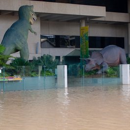 Queensland Museum, Brisbane Photo #4 by Rae Allen from flickr