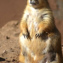 Arizona itinerary, Phoenix Zoo