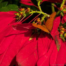 Queen Elizabeth Ii Botanic Park, Cayman Islands Photo #6 by H. Michael Miley from flickr