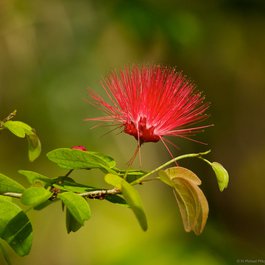 Queen Elizabeth Ii Botanic Park, Cayman Islands Photo #7 by H. Michael Miley from flickr