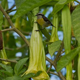 Queen Elizabeth Ii Botanic Park, Cayman Islands Photo #9 by H. Michael Miley from flickr