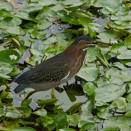 Queen Elizabeth Ii Botanic Park, Cayman Islands Photo #5 by H. Michael Miley from flickr