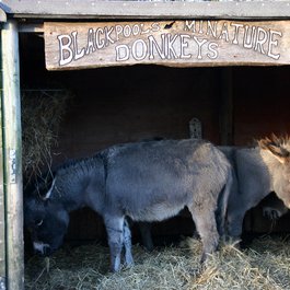 Blackpool Zoo, Blackpool Photo #6 by Neil Turner from flickr