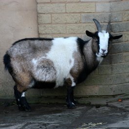 Blackpool Zoo, Blackpool Photo #9 by Neil Turner from flickr