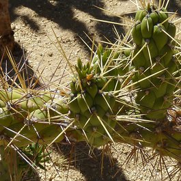 San José Del Cabo, Mexico Photo #4 by minnemom from flickr