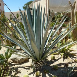 San José Del Cabo, Mexico Photo #6 by minnemom from flickr