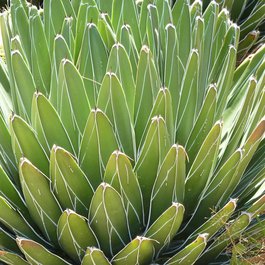 San José Del Cabo, Mexico Photo #3 by minnemom from flickr
