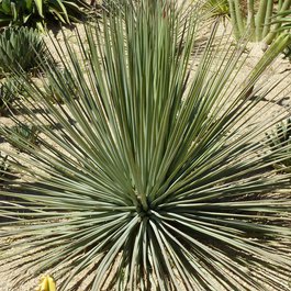 San José Del Cabo, Mexico Photo #5 by minnemom from flickr