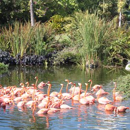 Miami itinerary, Jungle Island