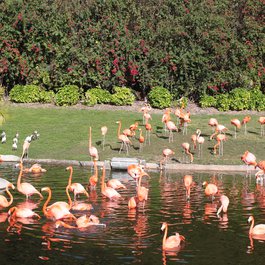 Jungle Island, Miami Photo #2 by LEONARDO DASILVA from flickr