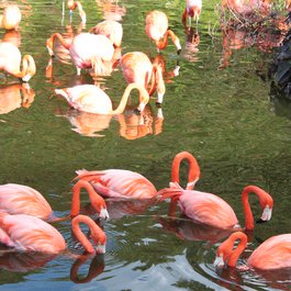Jungle Island, Miami Photo #3 by LEONARDO DASILVA from flickr